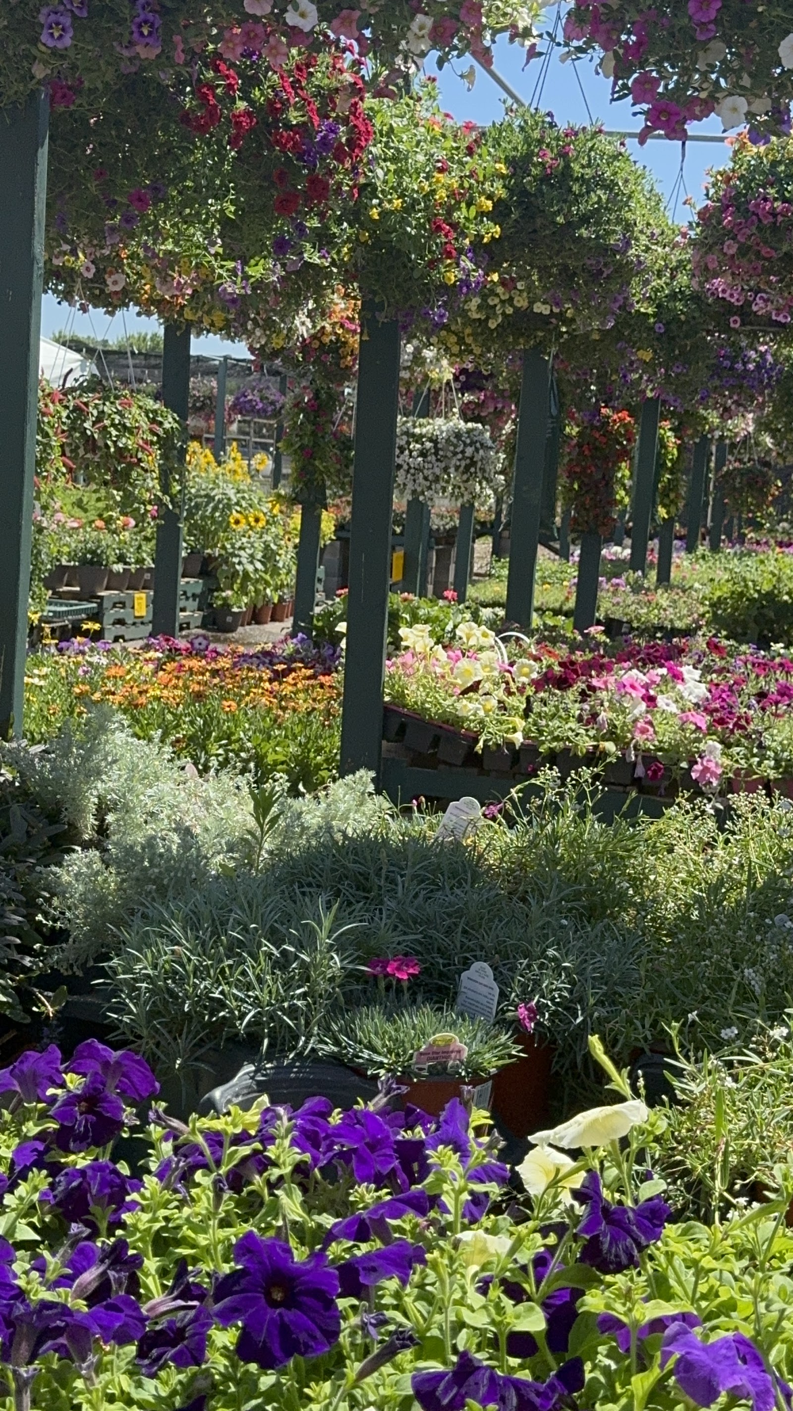 American Gardens in Sterling Heights