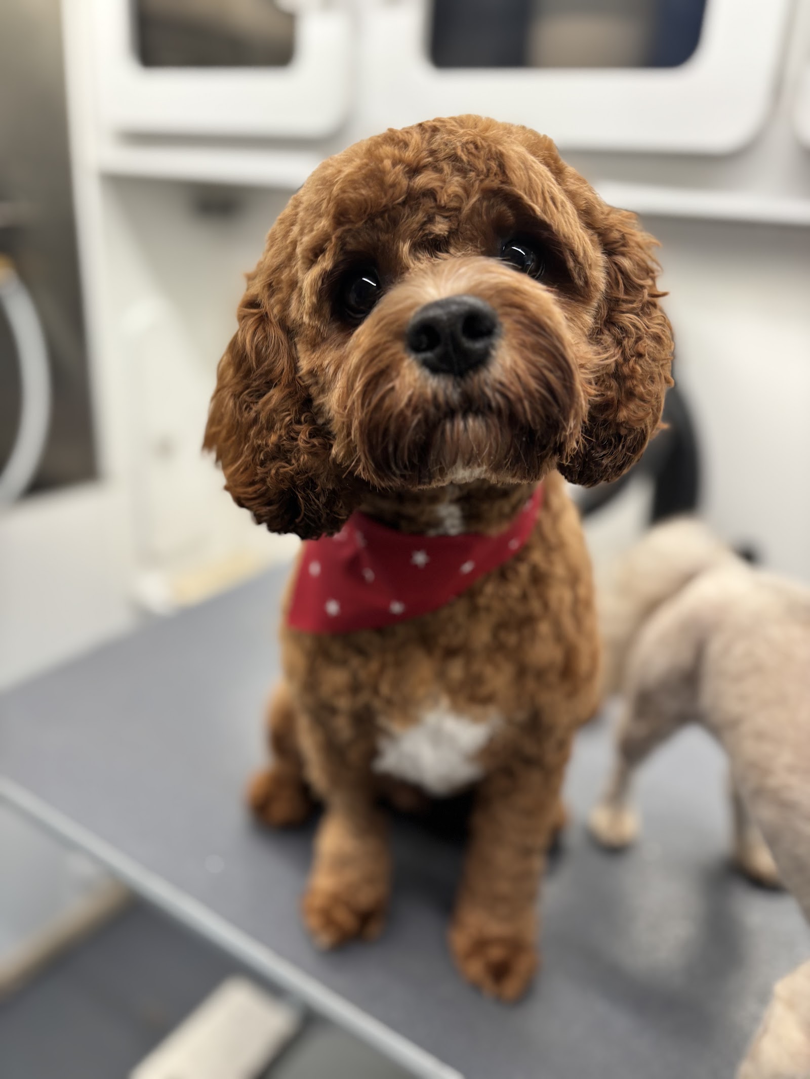 CharlyLou's Mobile Grooming — photo
